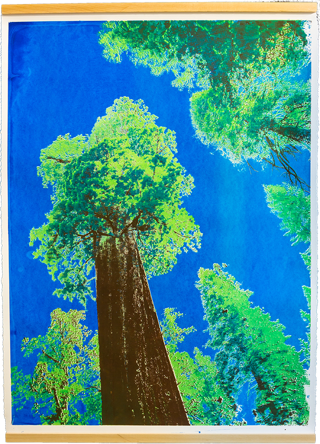 sequoia print